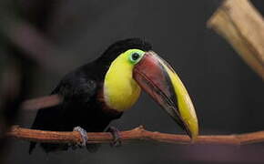 Yellow-throated Toucan (swainsonii)