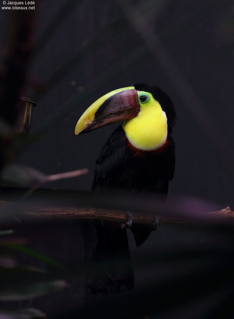 Toucan de Swainson