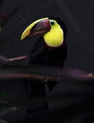 Yellow-throated Toucan (swainsonii)