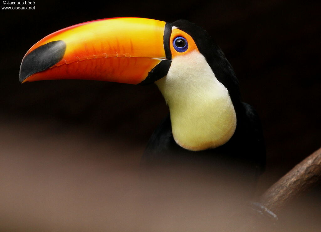 Toco Toucan