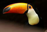 Toucan toco