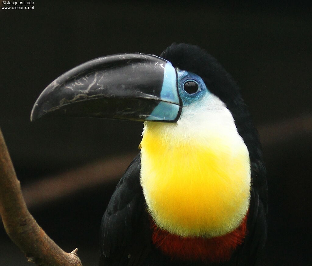 Channel-billed Toucan