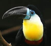 Channel-billed Toucan