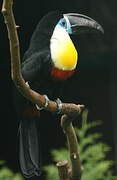 Channel-billed Toucan