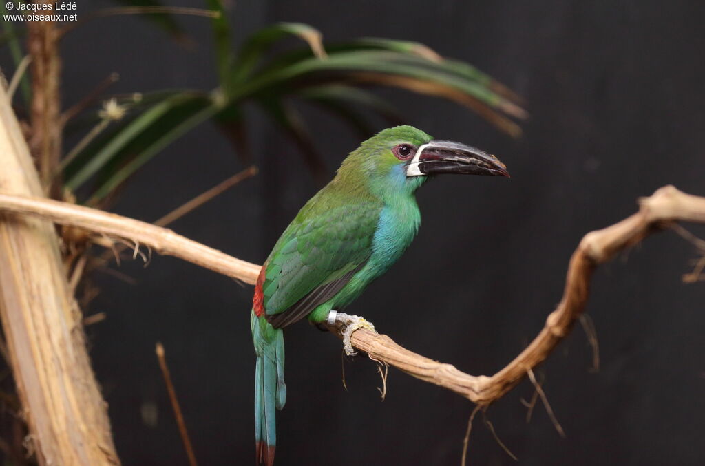 Toucanet à croupion rouge