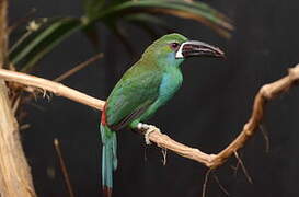 Toucanet à croupion rouge