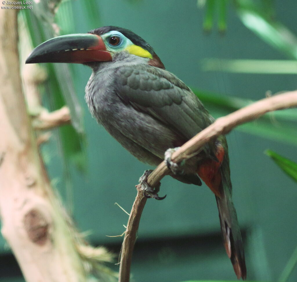 Guianan Toucanet