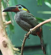 Guianan Toucanet