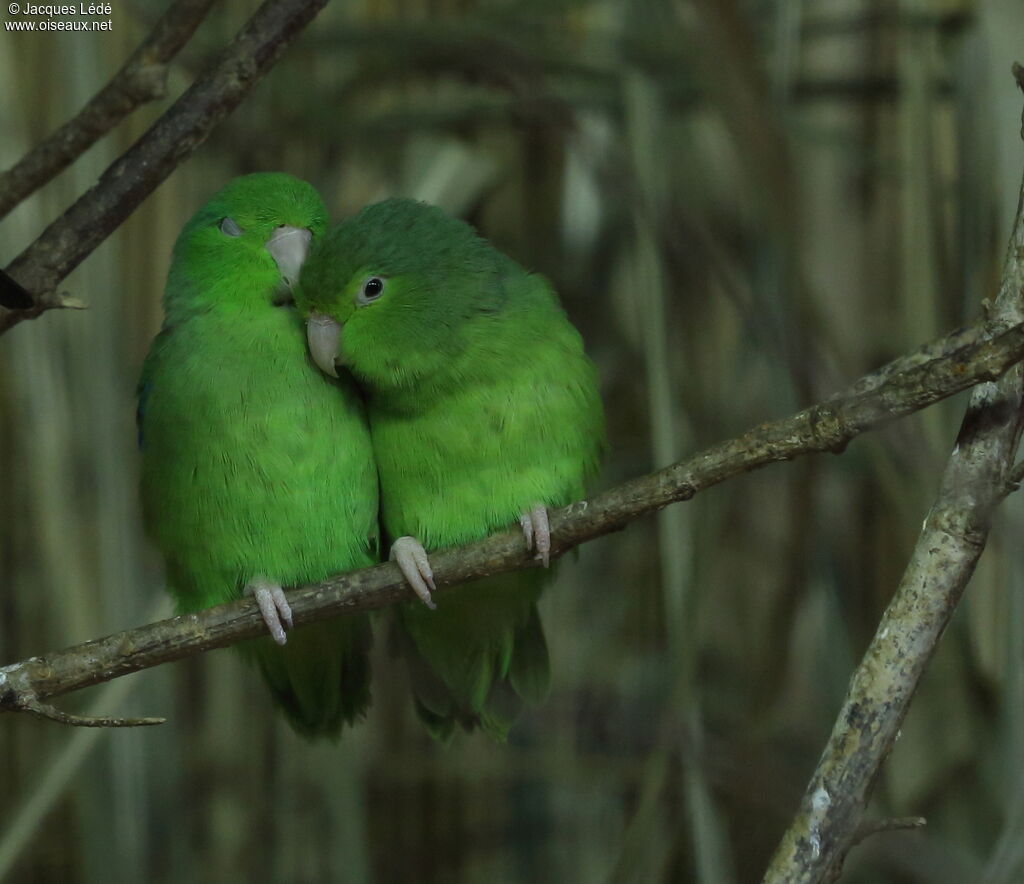 Pacific Parrotlet