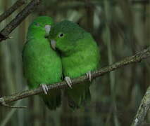 Pacific Parrotlet