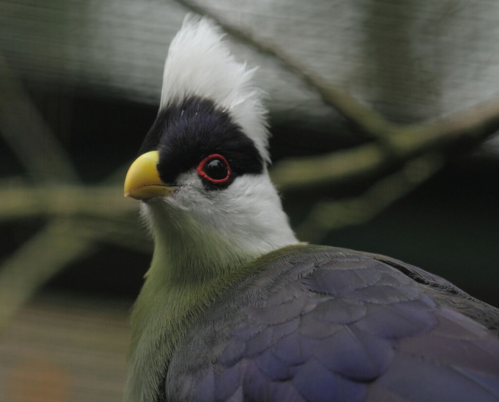 White-crested Turaco