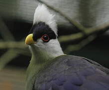 White-crested Turaco