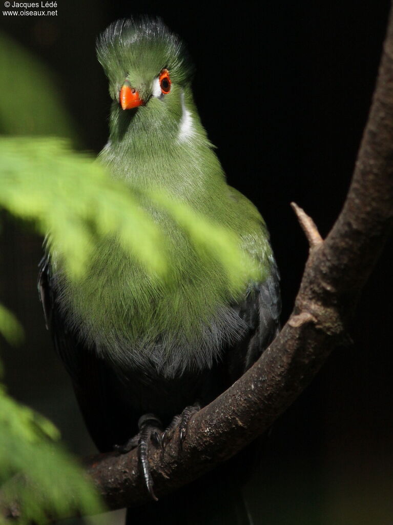 White-cheeked Turaco