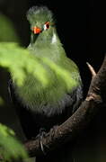 White-cheeked Turaco