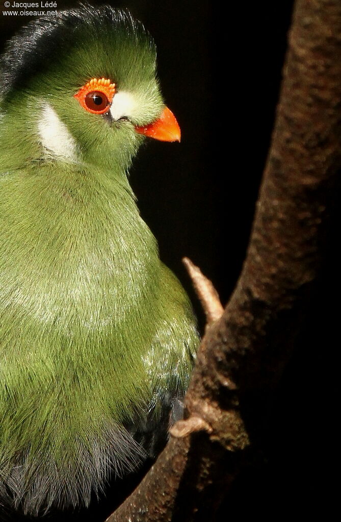 Touraco à joues blanches