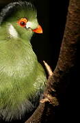 White-cheeked Turaco