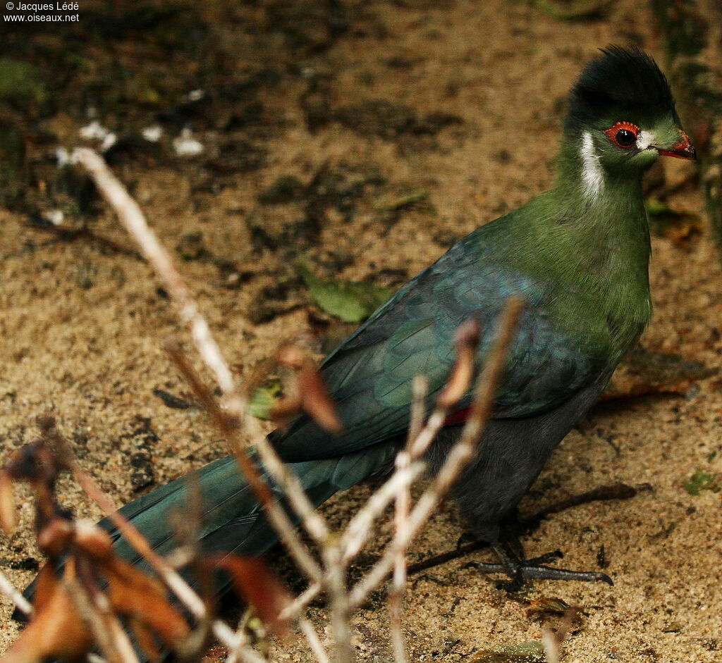 White-cheeked Turaco