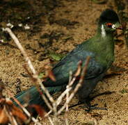 White-cheeked Turaco