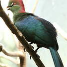 Touraco de Fischer