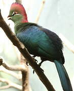 Fischer's Turaco