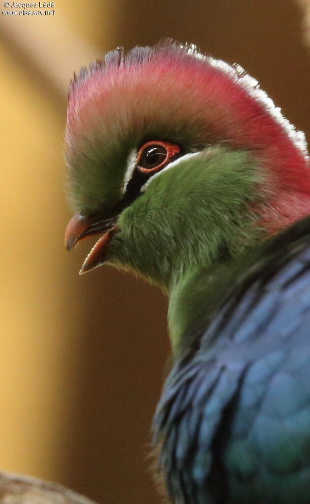 Fischer's Turaco