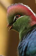 Fischer's Turaco