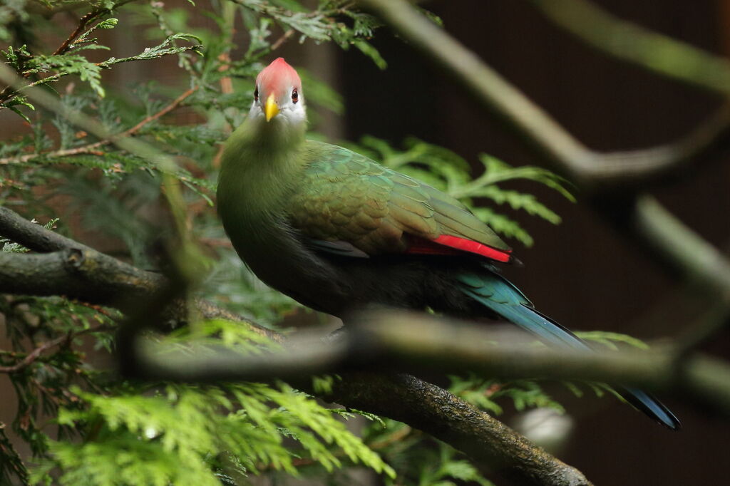 Red-crested Turaco