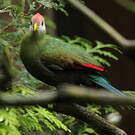 Touraco pauline