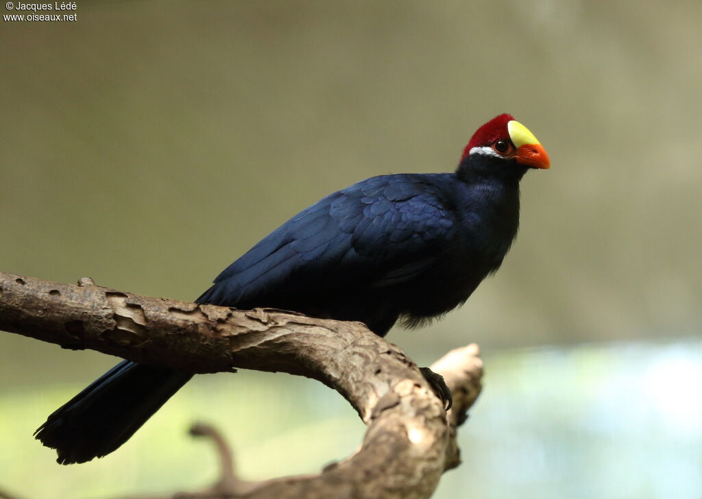 Violet Turaco