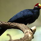 Touraco violet