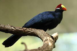 Violet Turaco