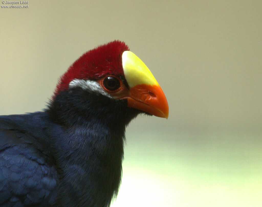 Violet Turaco