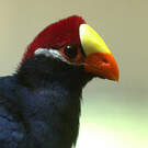 Touraco violet