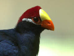 Violet Turaco