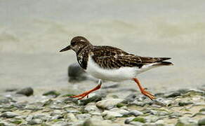 Ruddy Turnstone