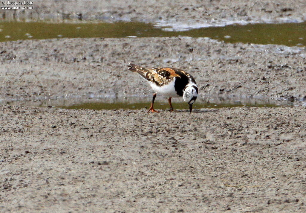 Ruddy Turnstoneadult breeding