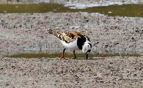 Ruddy Turnstone