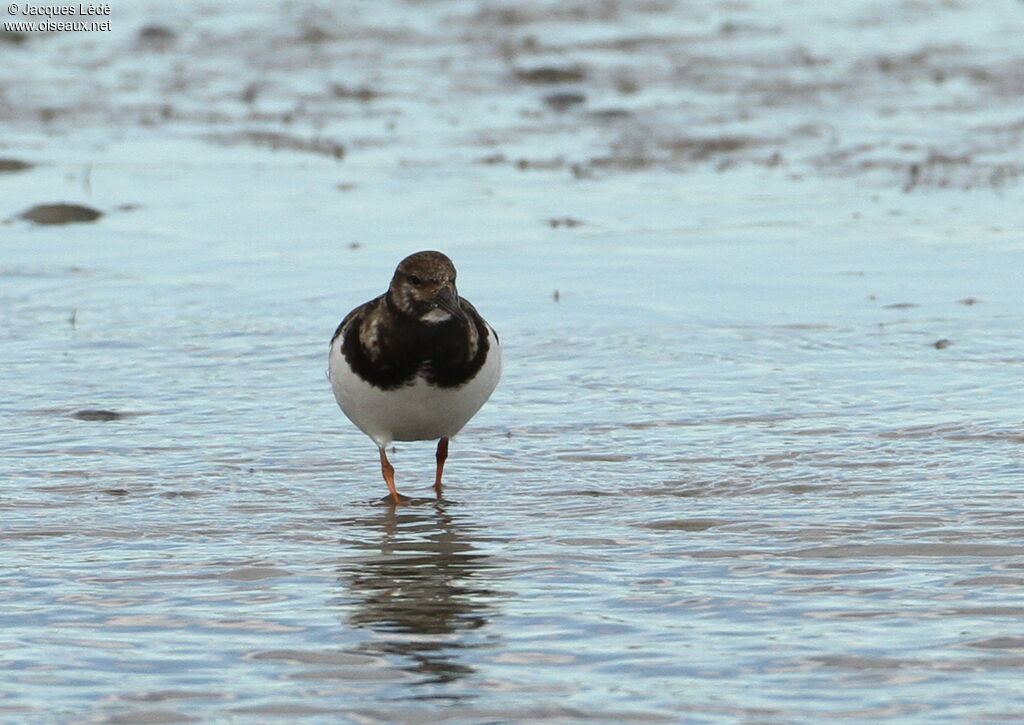 Ruddy Turnstone