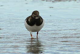 Ruddy Turnstone