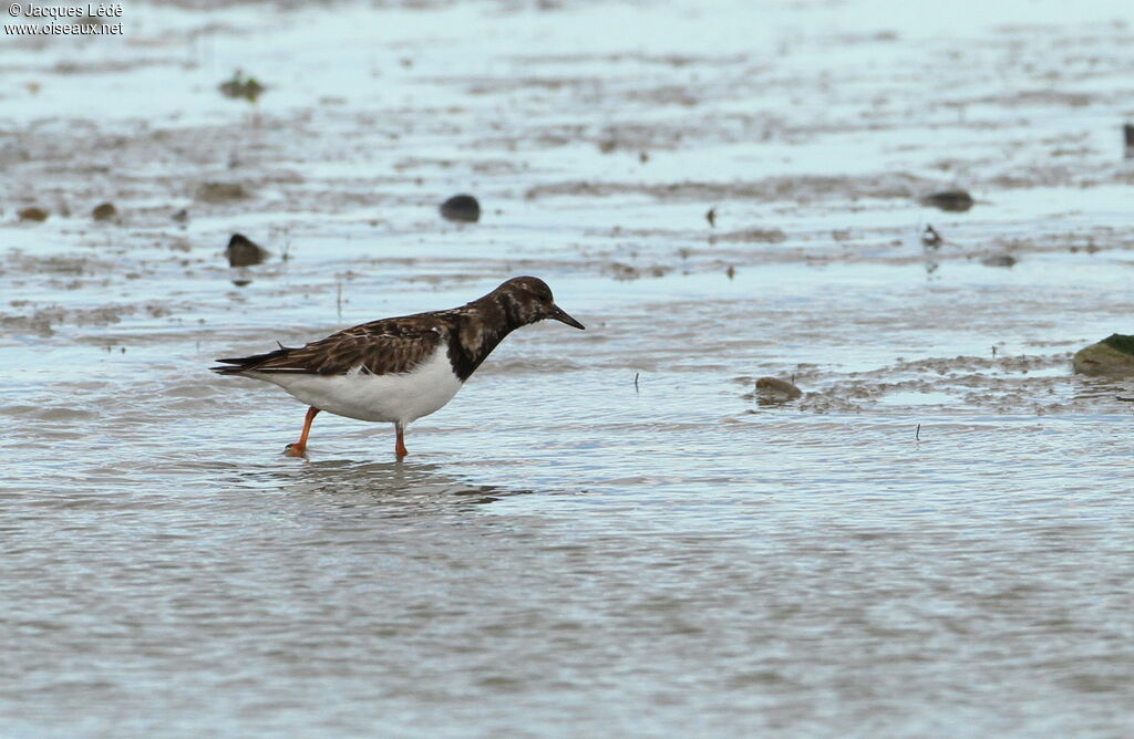 Ruddy Turnstone