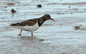 Ruddy Turnstone