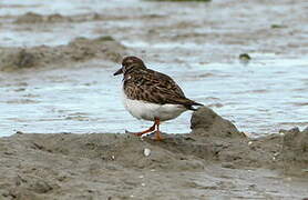 Ruddy Turnstone