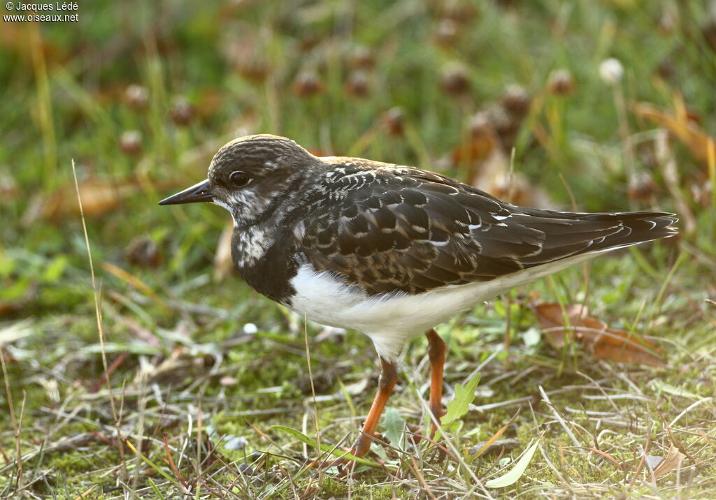 Ruddy Turnstone