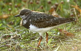 Ruddy Turnstone