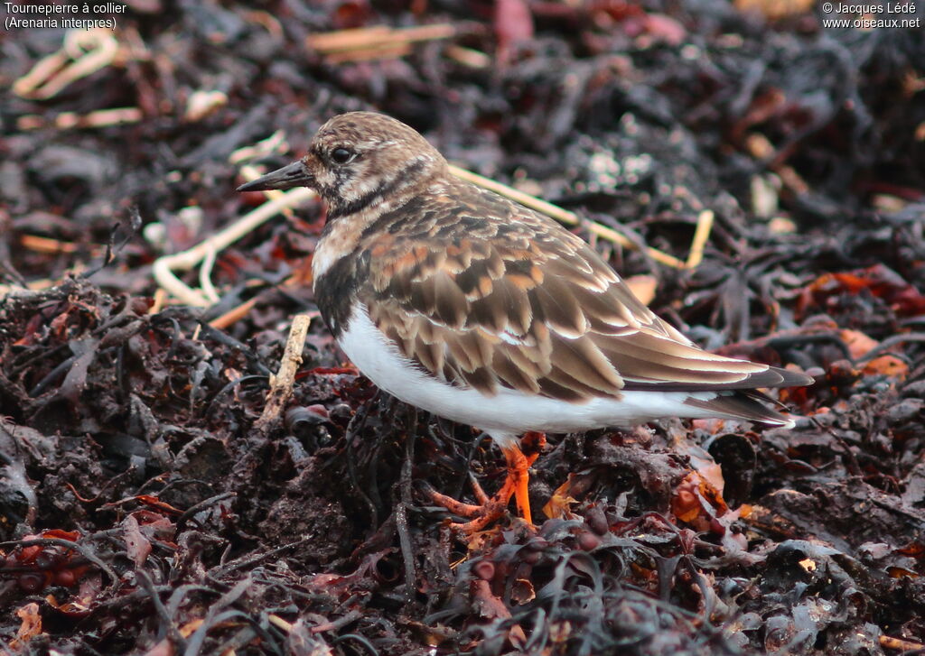 Ruddy Turnstone