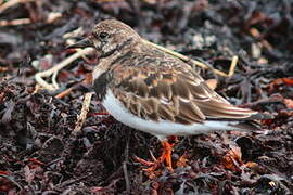 Ruddy Turnstone