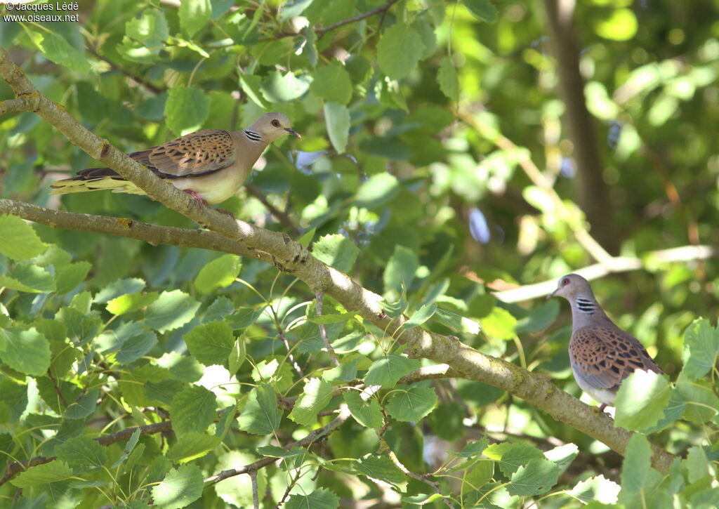 European Turtle Dove