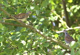 European Turtle Dove