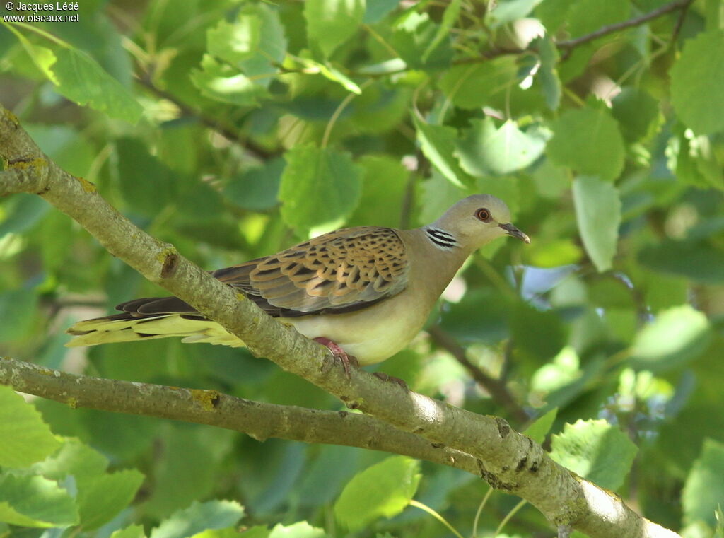 European Turtle Dove