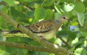 European Turtle Dove